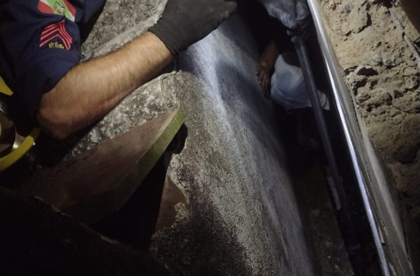  Animal preso entre muro e parede é resgatado