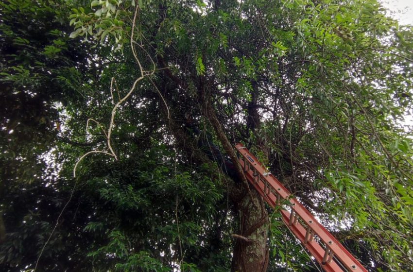  Gato é resgatado da copa de uma árvore