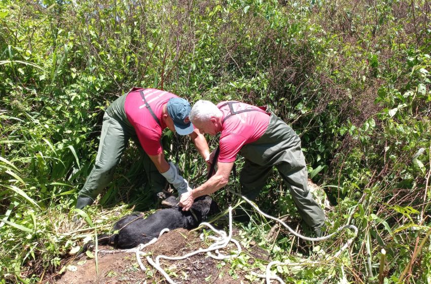 Cão cai em poço e é salvo por bombeiros