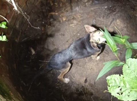  SALVAMENTO: Cão estava em poço abandonado