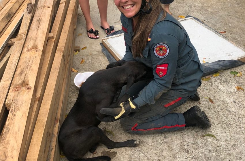  Cão é resgatado depois de se esconder por causa do barulho dos fogos de artifício