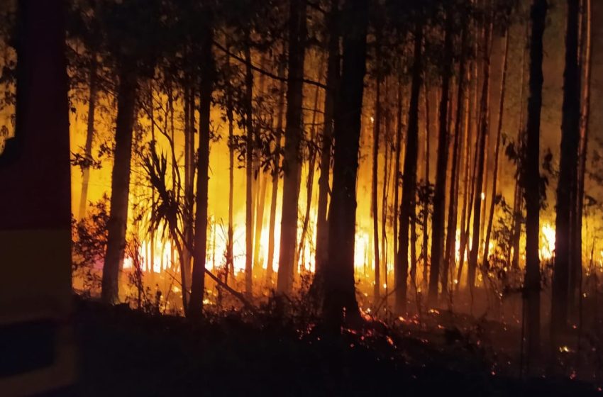  Incêndio em reflorestamento de pinus
