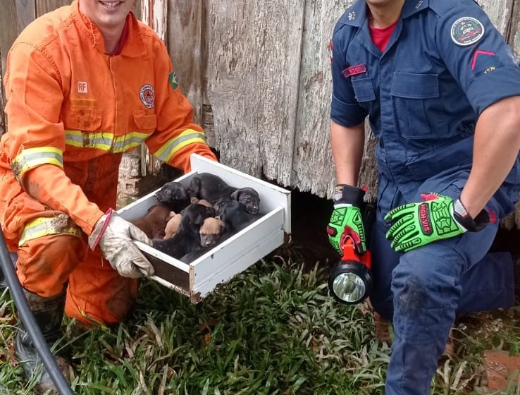  Bombeiros resgatam 8 filhotes de cachorro