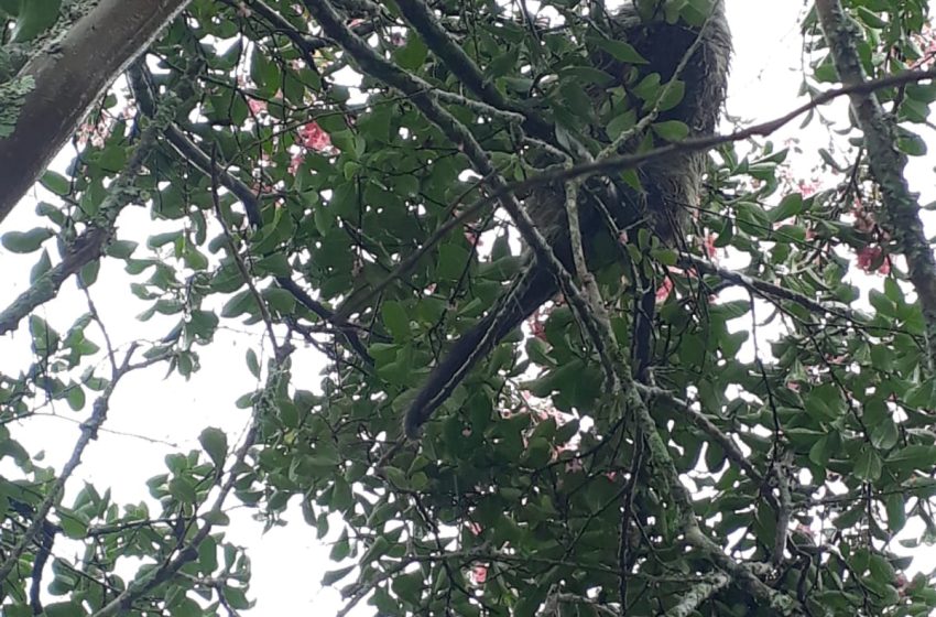  Ouriço é resgatado por bombeiros