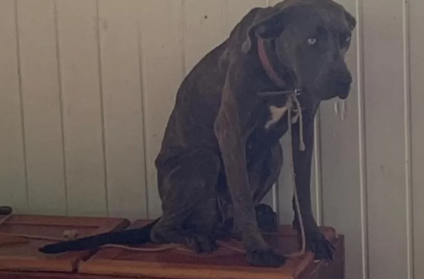  Cães são resgatados após 3 dias acorrentados sem água e comida