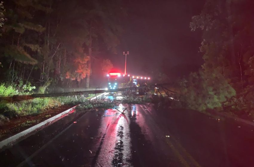  BR-280 : queda de árvore interditou a via na madrugada