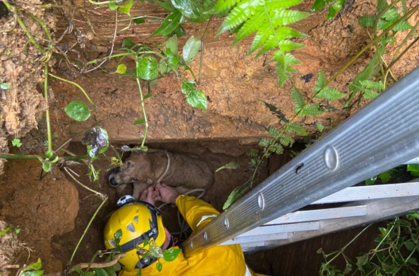  Resgate de cão termina com isolamento de área de risco&nbsp;&nbsp;&nbsp;&nbsp;&nbsp;&nbsp;&nbsp;&nbsp;&nbsp;&nbsp;&nbsp;&nbsp;&nbsp;