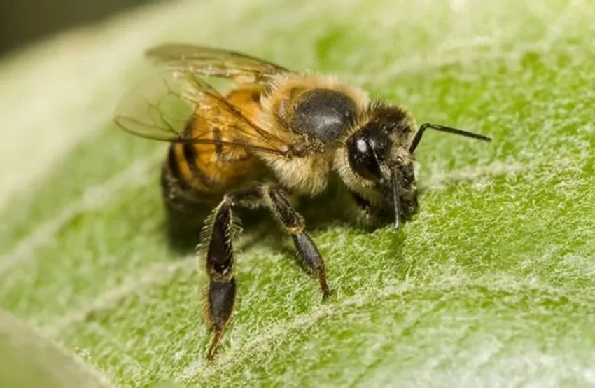  Bombeiros resgatam cães após ataque de abelhas