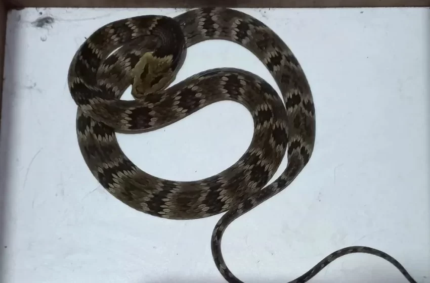  Cobra é flagrada em creche e mobiliza bombeiros