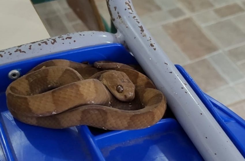  Cobra é resgatada em uma sala de aula