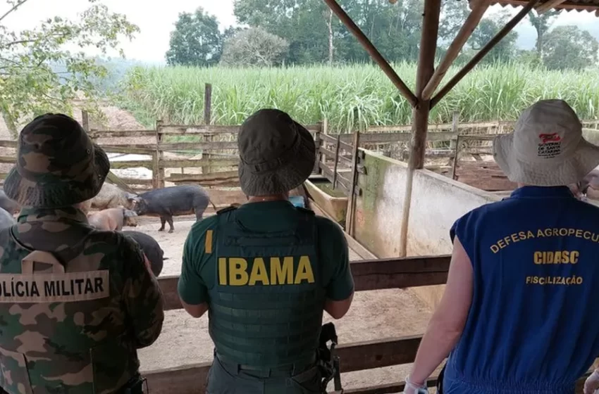  Criadouro clandestino de javalis é desativado