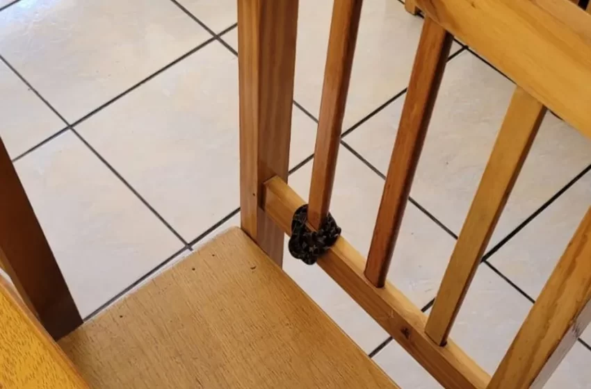  Cobra é achada enrolada em cadeira de restaurante