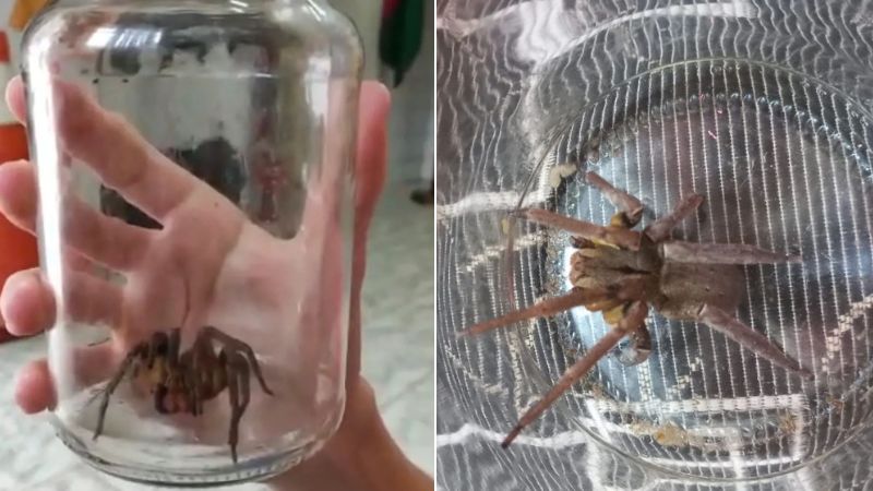  Aranha mais perigosa do mundo é encontrada dentro de residência