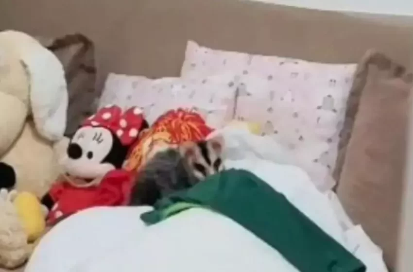  Pais encontram gambá dormindo com pelúcias da filha