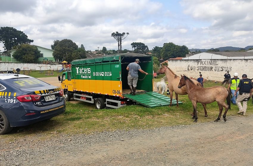  Cavalos soltos às margens de rodovia são recolhidos