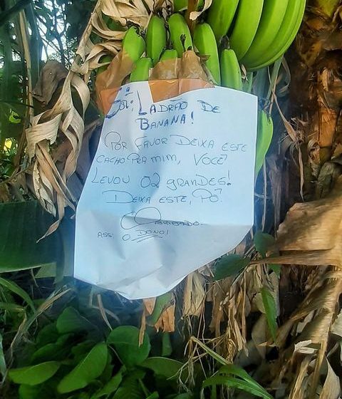  Dono de plantação deixa recado para “ladrão de banana” e bom humor surpreende