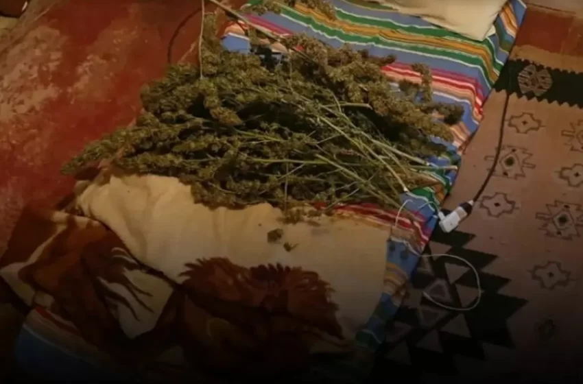  Estufa improvisada para secagem de maconha é descoberta no bairro Cruzeiro