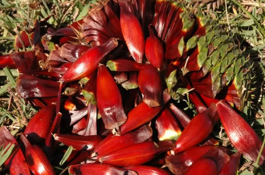  Colheita do pinhão começa em SC