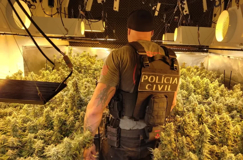  Estufas com 60 pés de ‘supermaconha’ são localizadas em duas casas