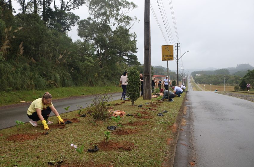  Plantio de hortênsias na Avenida dos Imigrantes