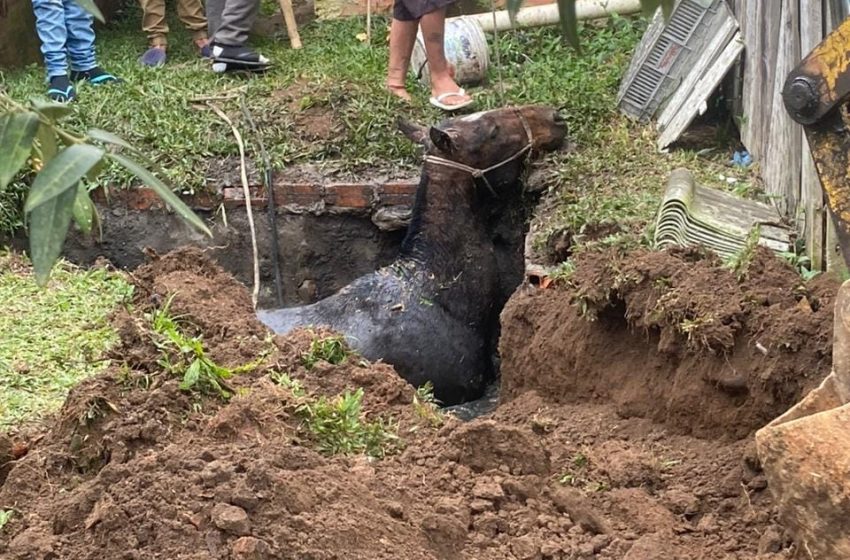  Cavalo cai em fossa e é resgatado