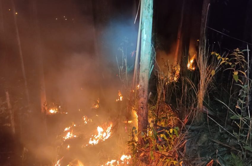  Reflorestamento pega fogo no bairro Progresso
