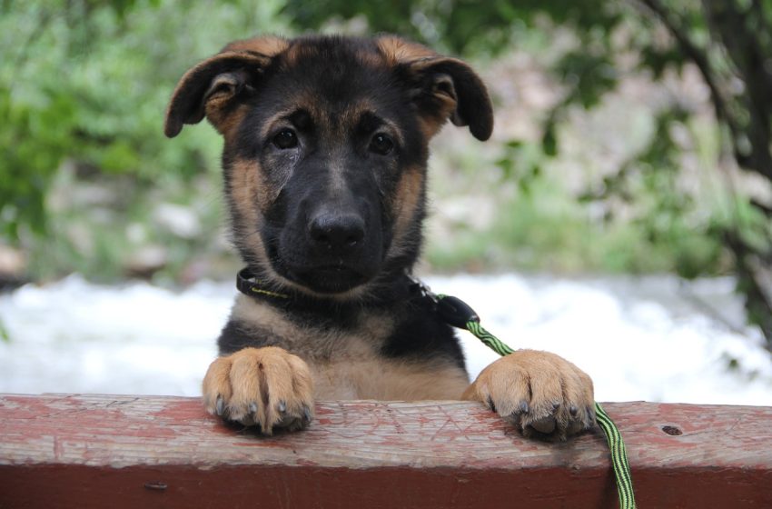  Tutora que pendurou filhote de pastor alemão pelo pescoço em uma árvore é condenada