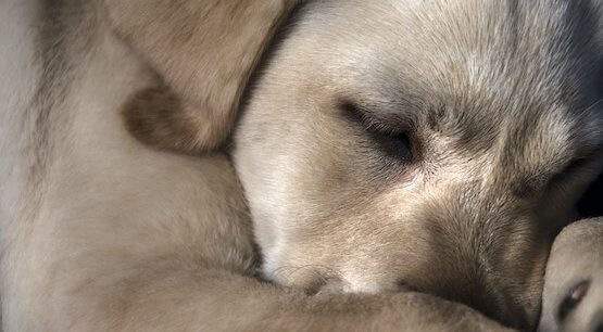  Morador flagrado pelo filho cometendo zoofilia é condenado