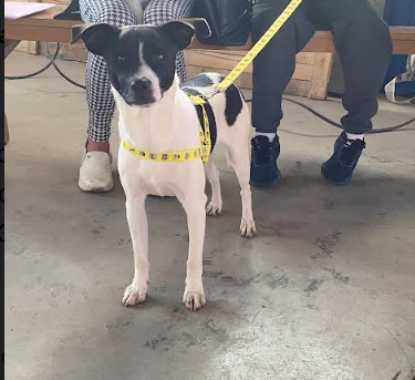  Castração gratuita objetiva controle da população animal