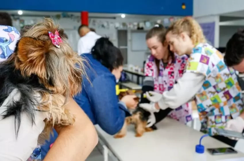  Microchipagem de cães e gatos acontece neste sábado