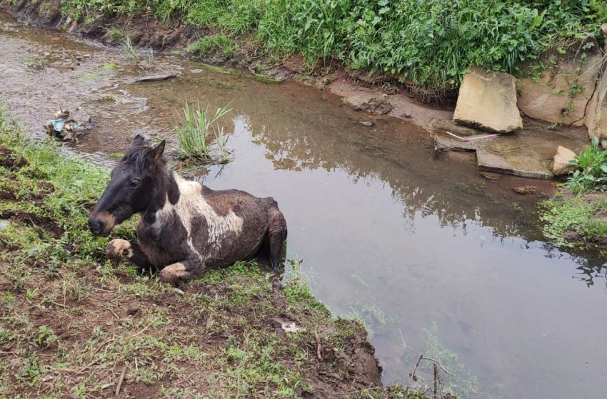  Bombeiros salvam cavalo da morte