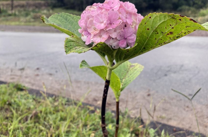  Sábado tem plantio de hortênsias na Av. dos Imigrantes