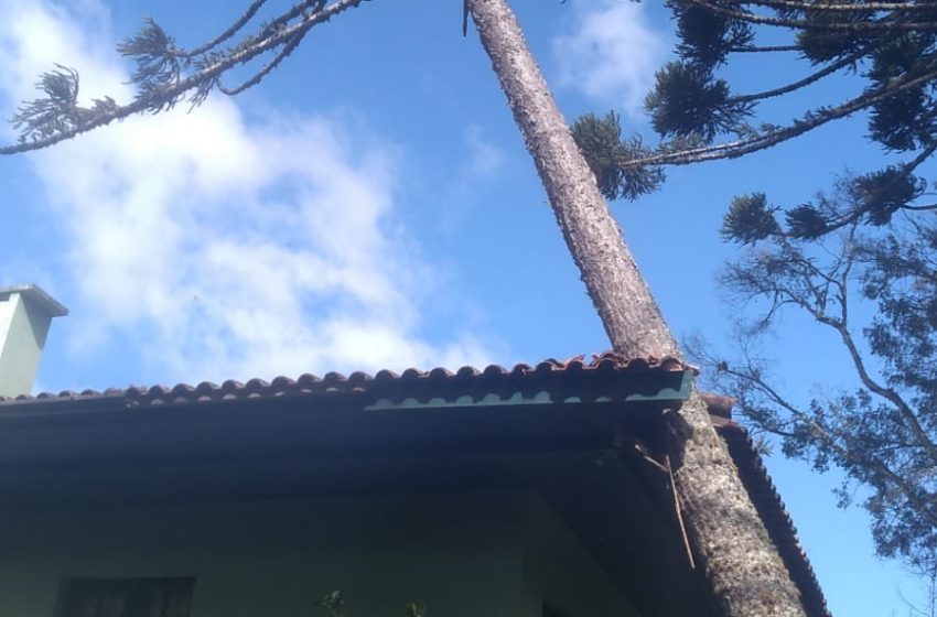  Árvore atinge casa no Mato Preto