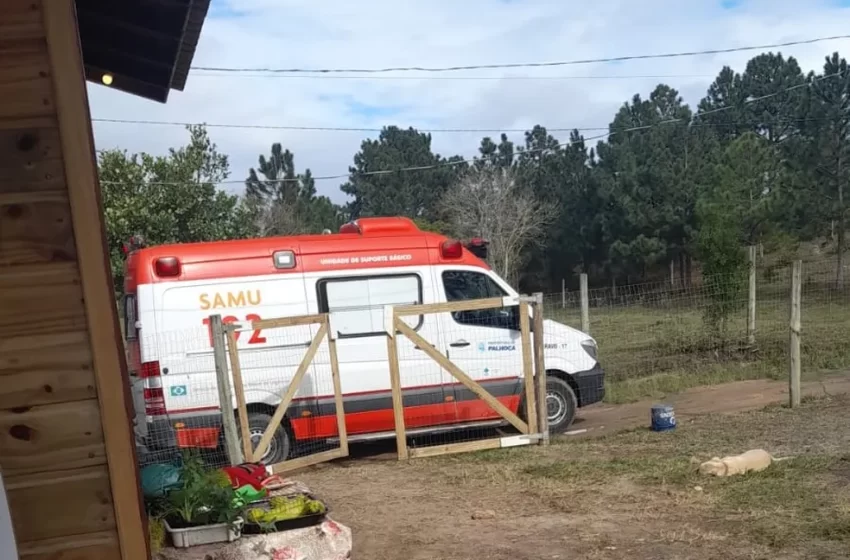  Homem é hospitalizado após sofrer ataque de abelhas; dois cães morrem