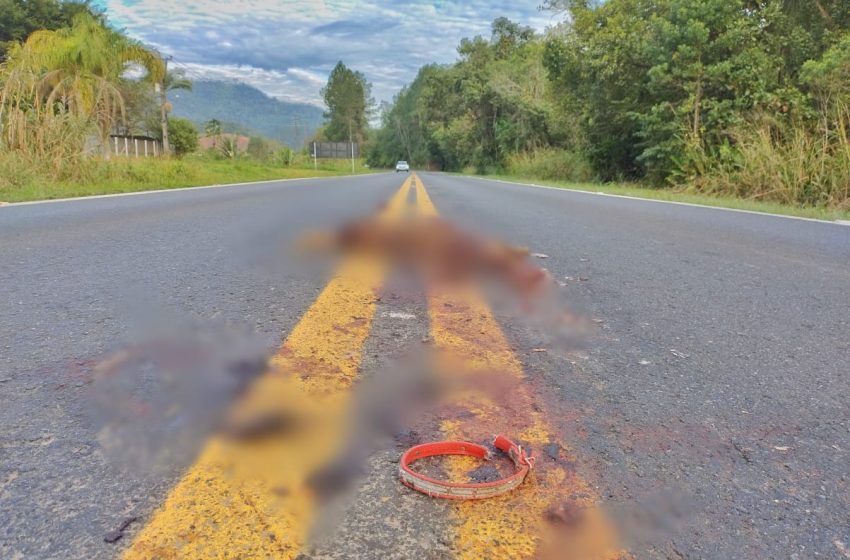  Cão morre e homem fica ferido em acidente na BR-280