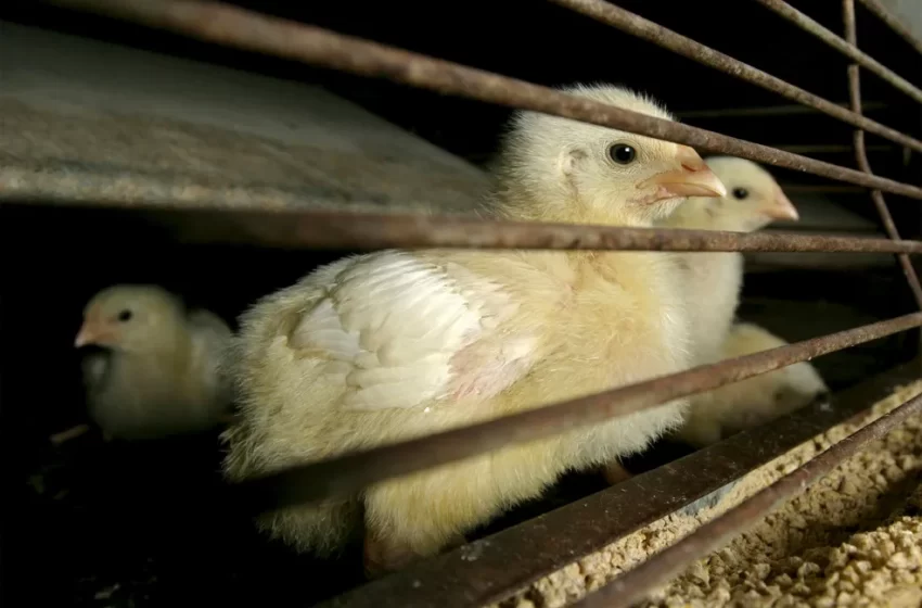  GRIPE AVIÁRIA: Japão suspende importação de aves de Santa Catarina