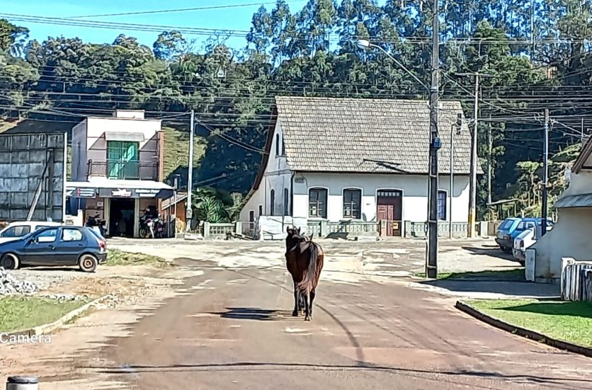 Cavalos soltos na rua em Serra Alta causam transtornos