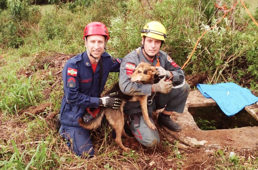  Cão é resgatado de poço bastante debilitado