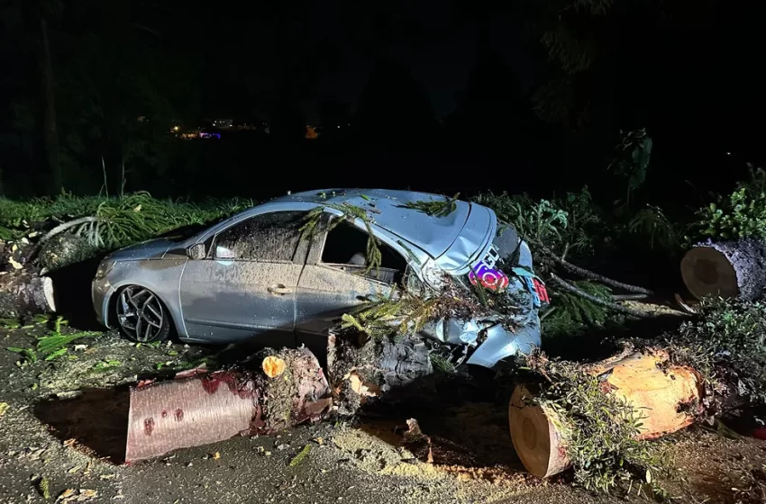  Carro é esmagado por árvore durante ventos fortes