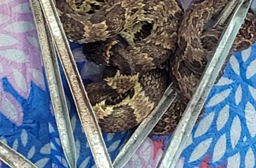  Cobra jararaca é encontrada dentro de guarda-chuva