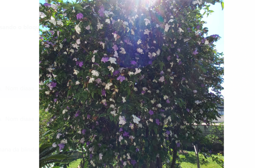  Primavera começa na madrugada de sábado