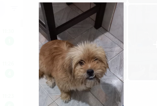  Procura-se tutor de cão perdido