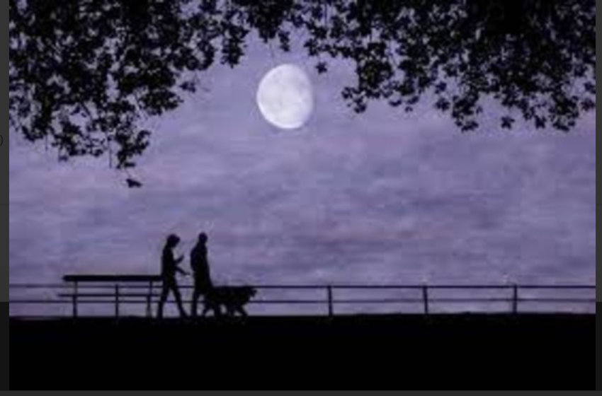   Feridos enquanto brincavam, cães receberão indenização