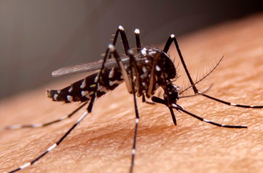  Casos de dengue aumentam em São Bento do Sul