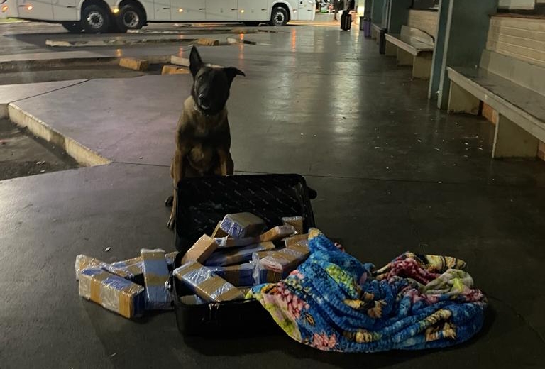  Passageiro de ônibus é preso com 25 quilos de maconha na mala