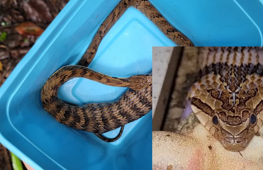  Ao colocar roupas para lavar moradora flagra cobra engolindo anfíbio
