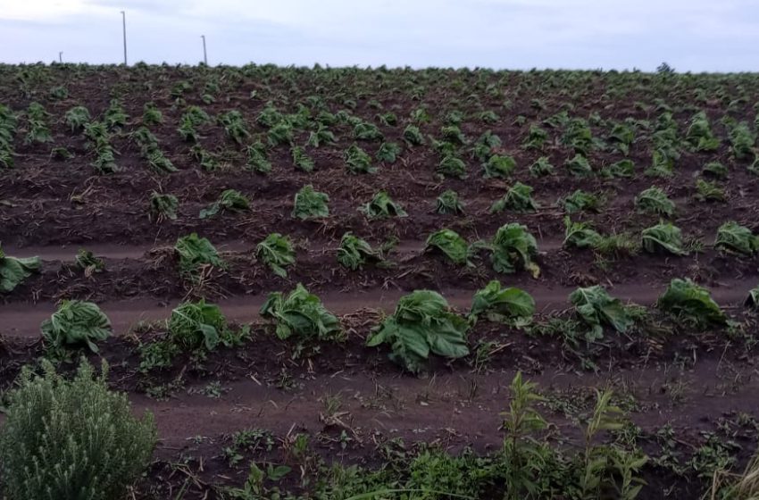  Temporal atinge área rural de Rio Negrinho