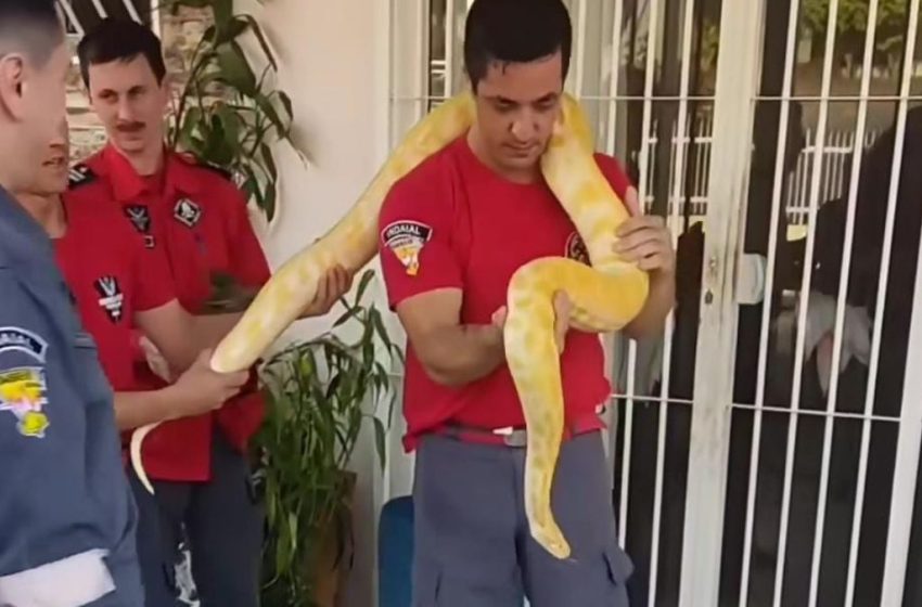  Cobra da Ásia entre maiores do mundo aparece em casa de Indaial e impressiona