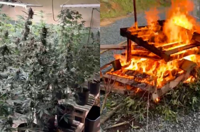  Plantação de maconha vira fogueira em SC