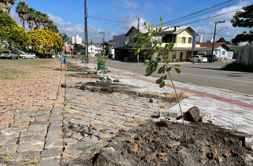  Plantio de árvores no Cemitério Municipal